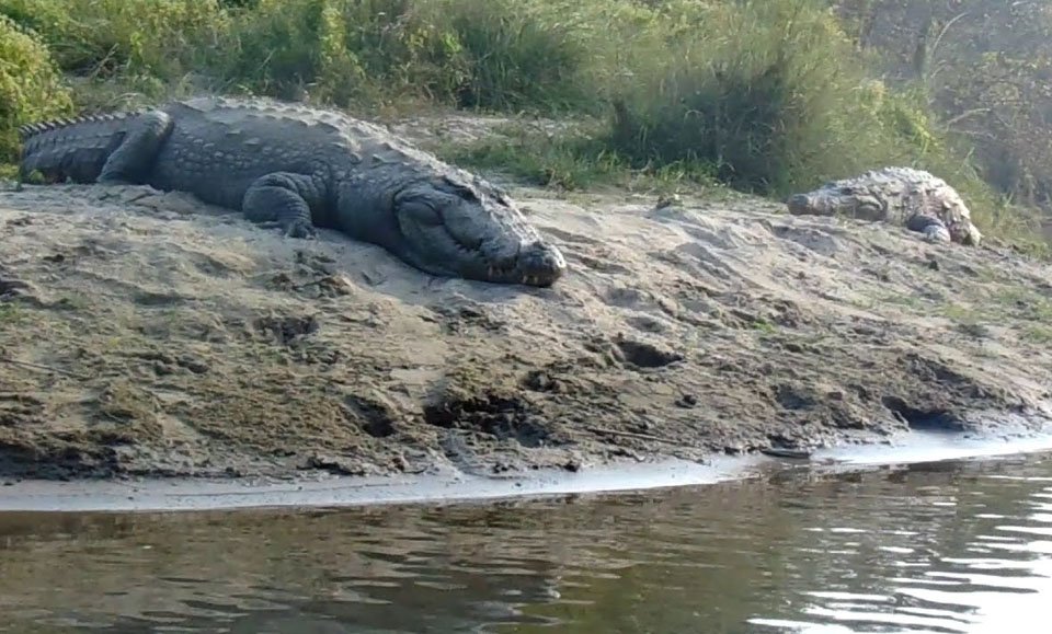 Crocodile in Chitwan National Park